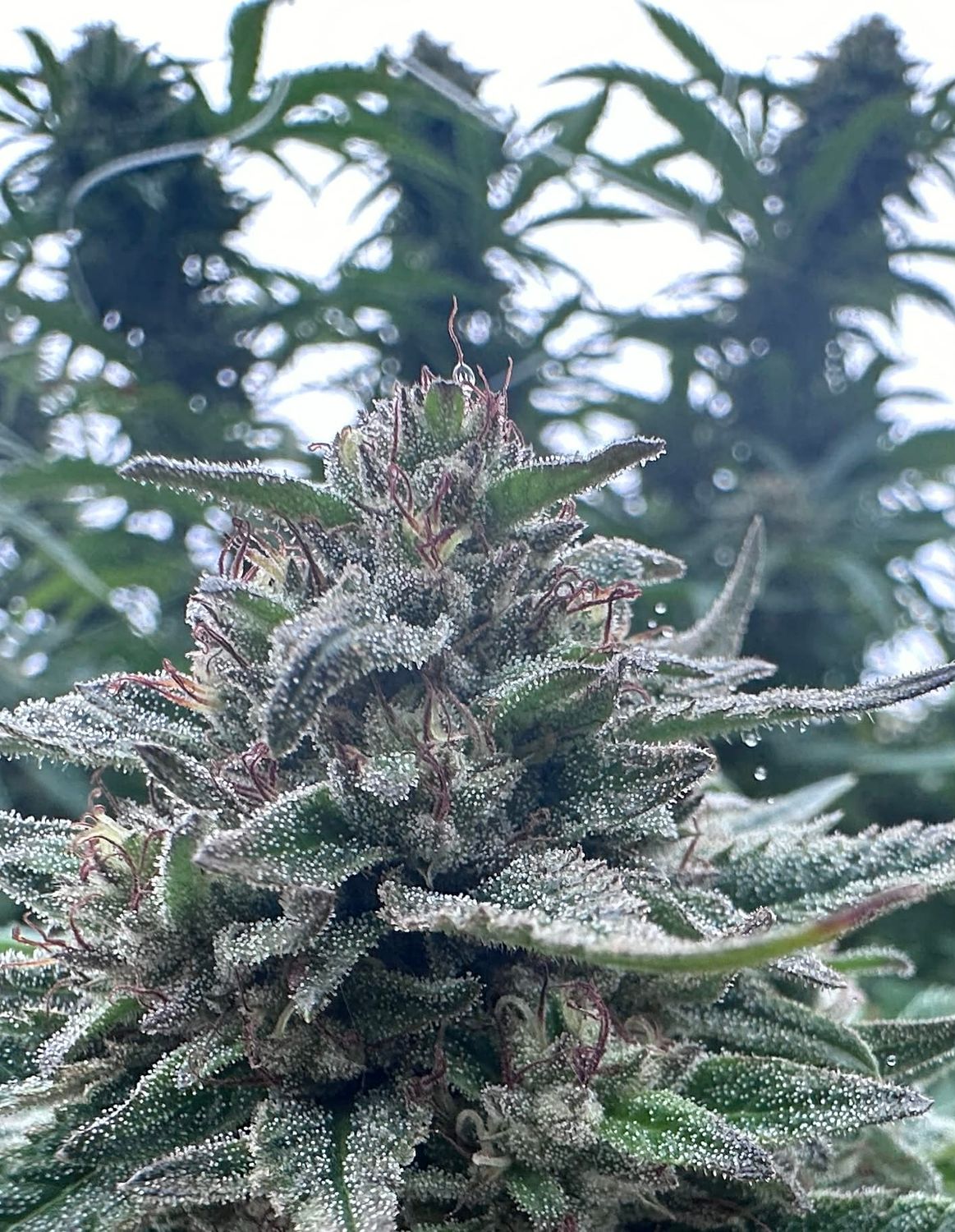 Gorilla Glue #4 (fast) Feminized (5 Seeds)