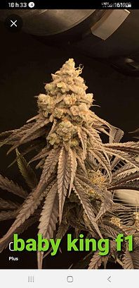 Baby King F1 Feminized (6 Seeds)