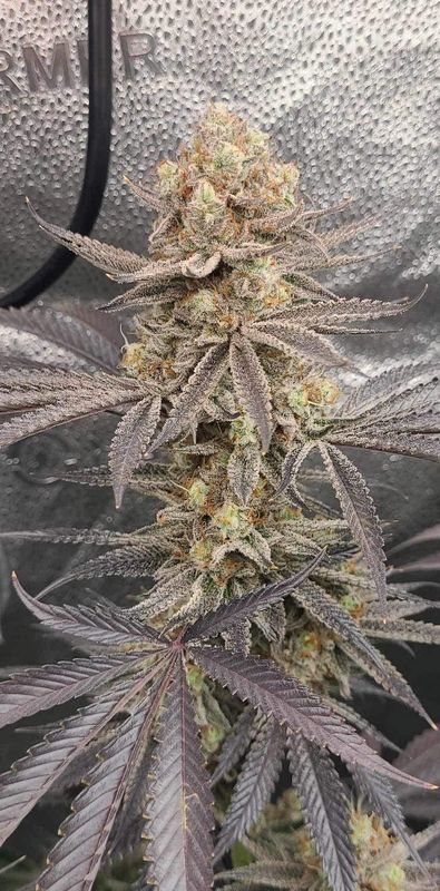 Crescendo Purple -F2 Regular (10 Seeds)