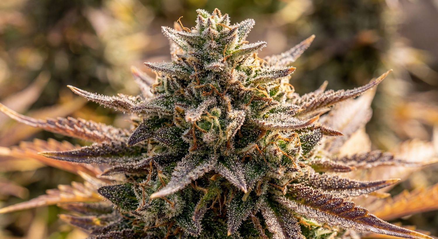 Crescendo Fuel - F1 Regular (10 Seeds)