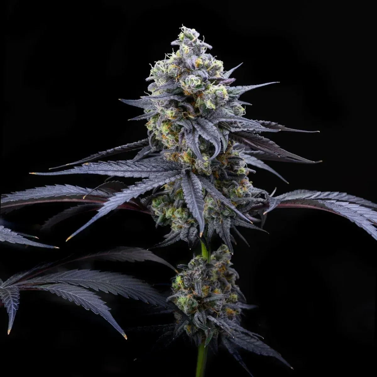 Apples &amp; Bananas Feminized (5Seeds)