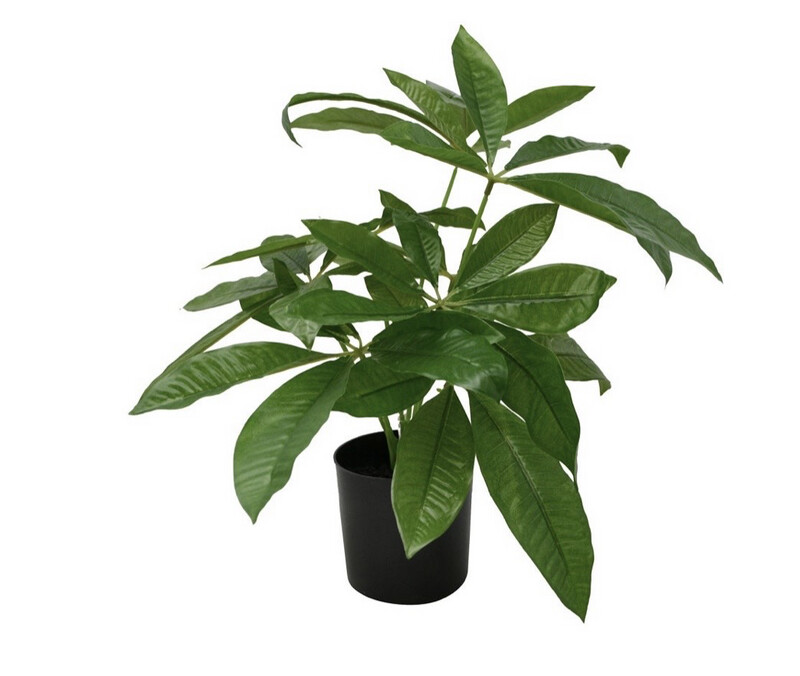 Pachira (faux plant)