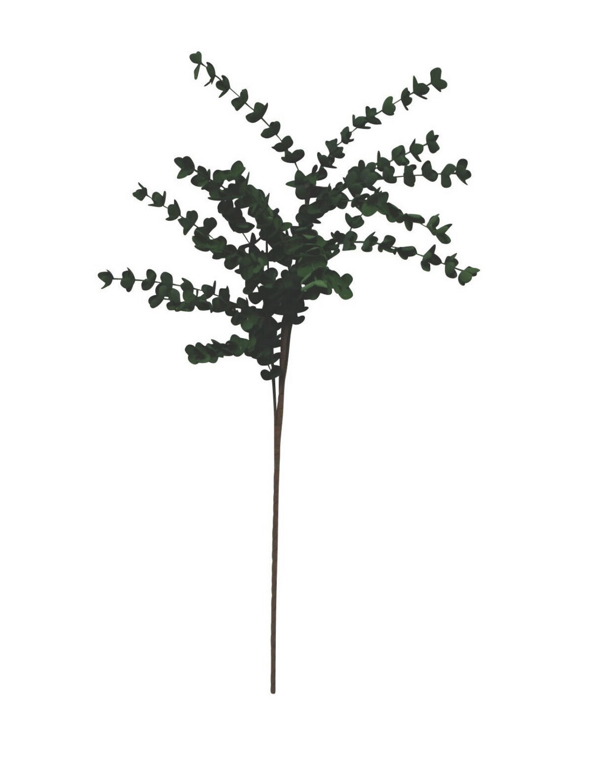 Branche eucalyptus foncée