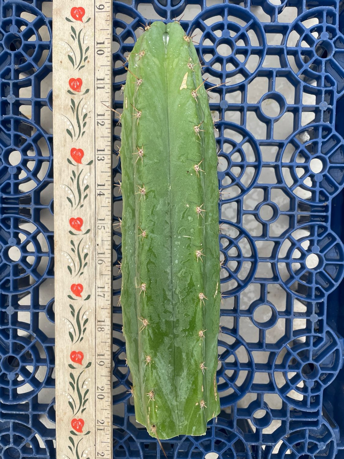 T. Pachanoi (Jessica x Kimnach)