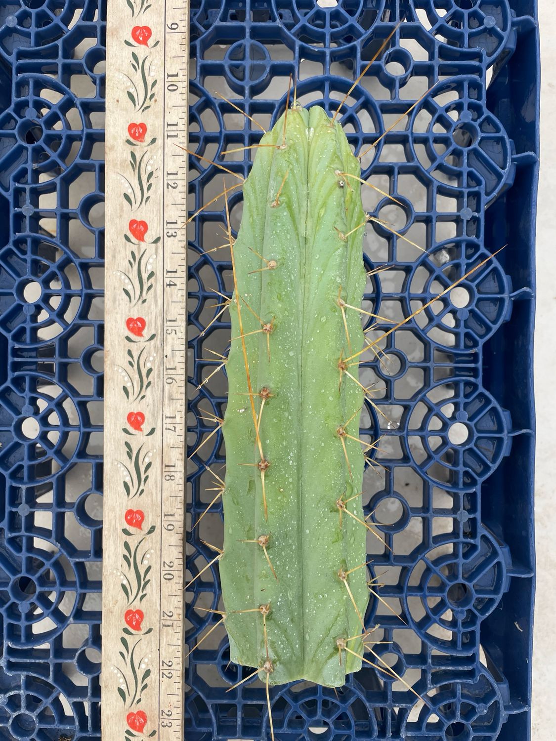 T. Bridgesii (Wowie x Eileen)