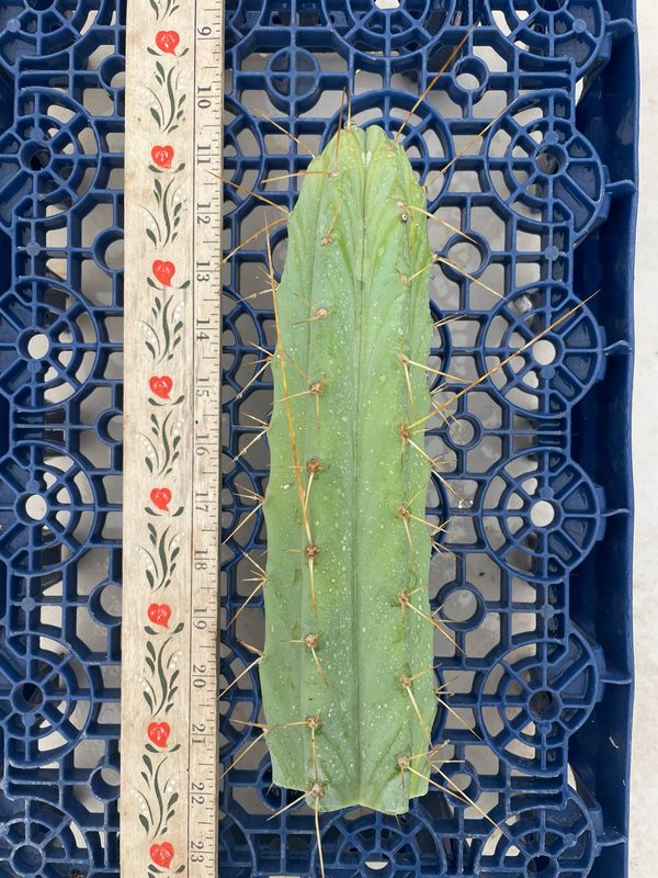 T. Bridgesii (Wowie x Eileen)