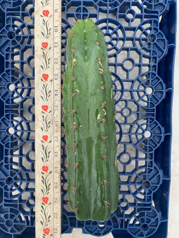 T. Pachanoi (Rod x (Pachanoi x Juules))