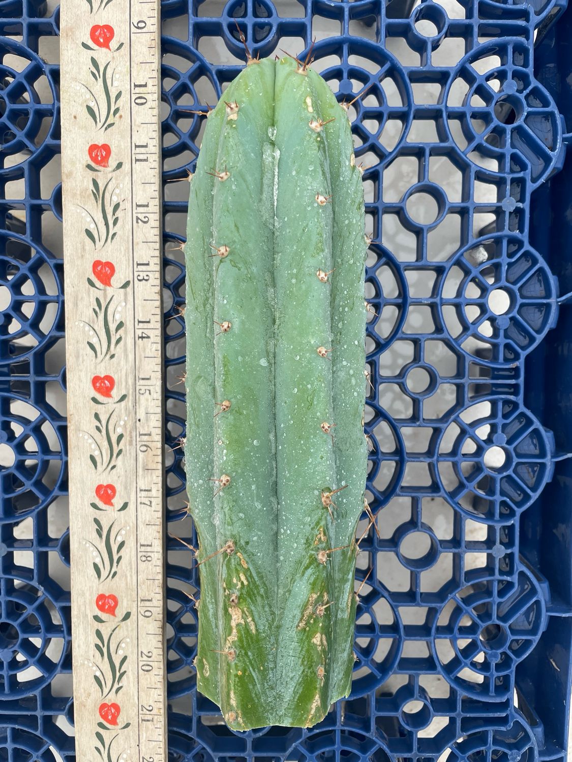 T. Pachanoi (HZ x Kriso)