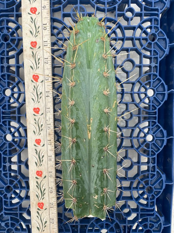 T. Peruvianus
