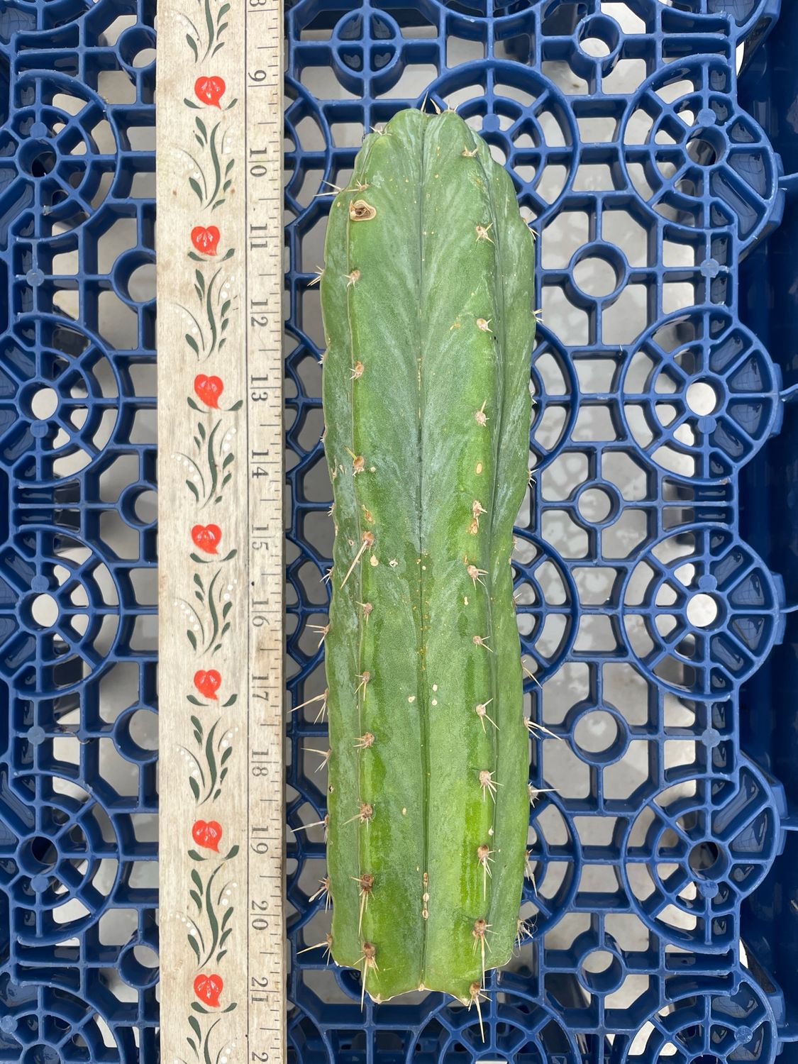 T. Pachanoi (Field&#39;s x Yowie)