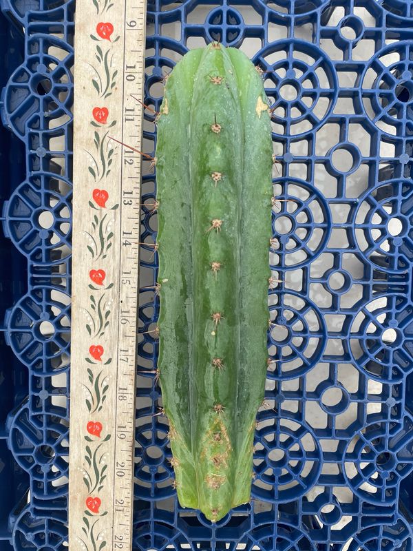 T. Pachanoi (HZ x Kriso)