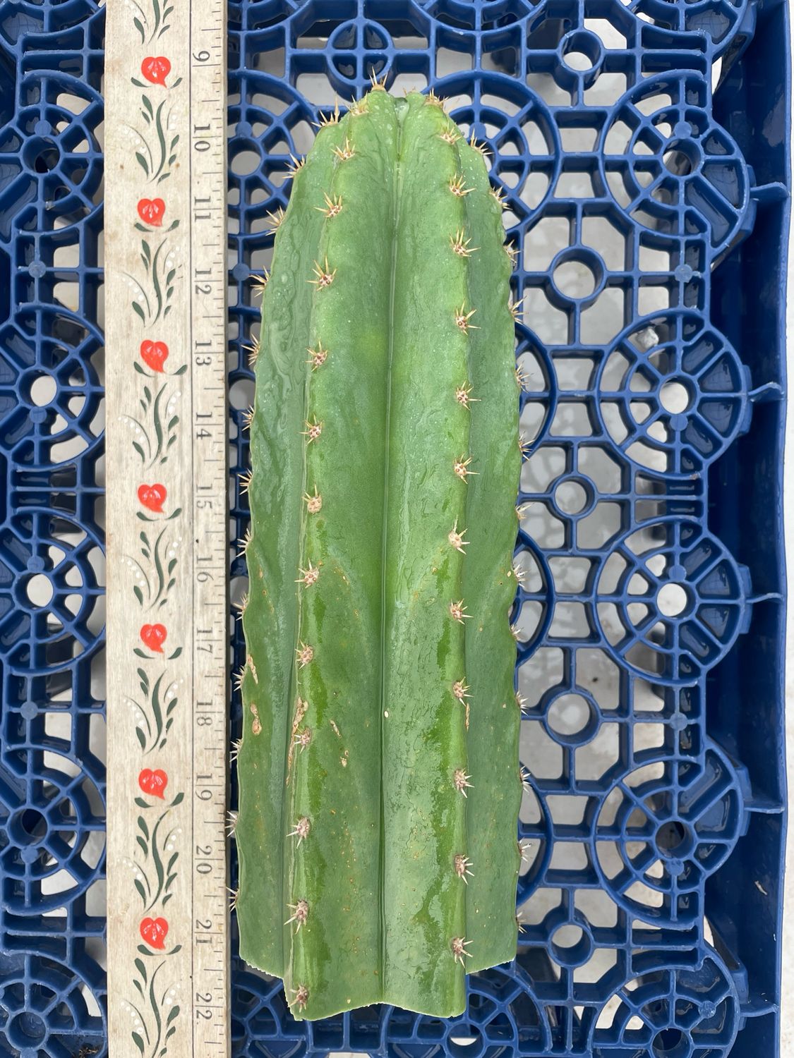 T. Scopulicola x T. Pachanoi (MSS x Yowie)