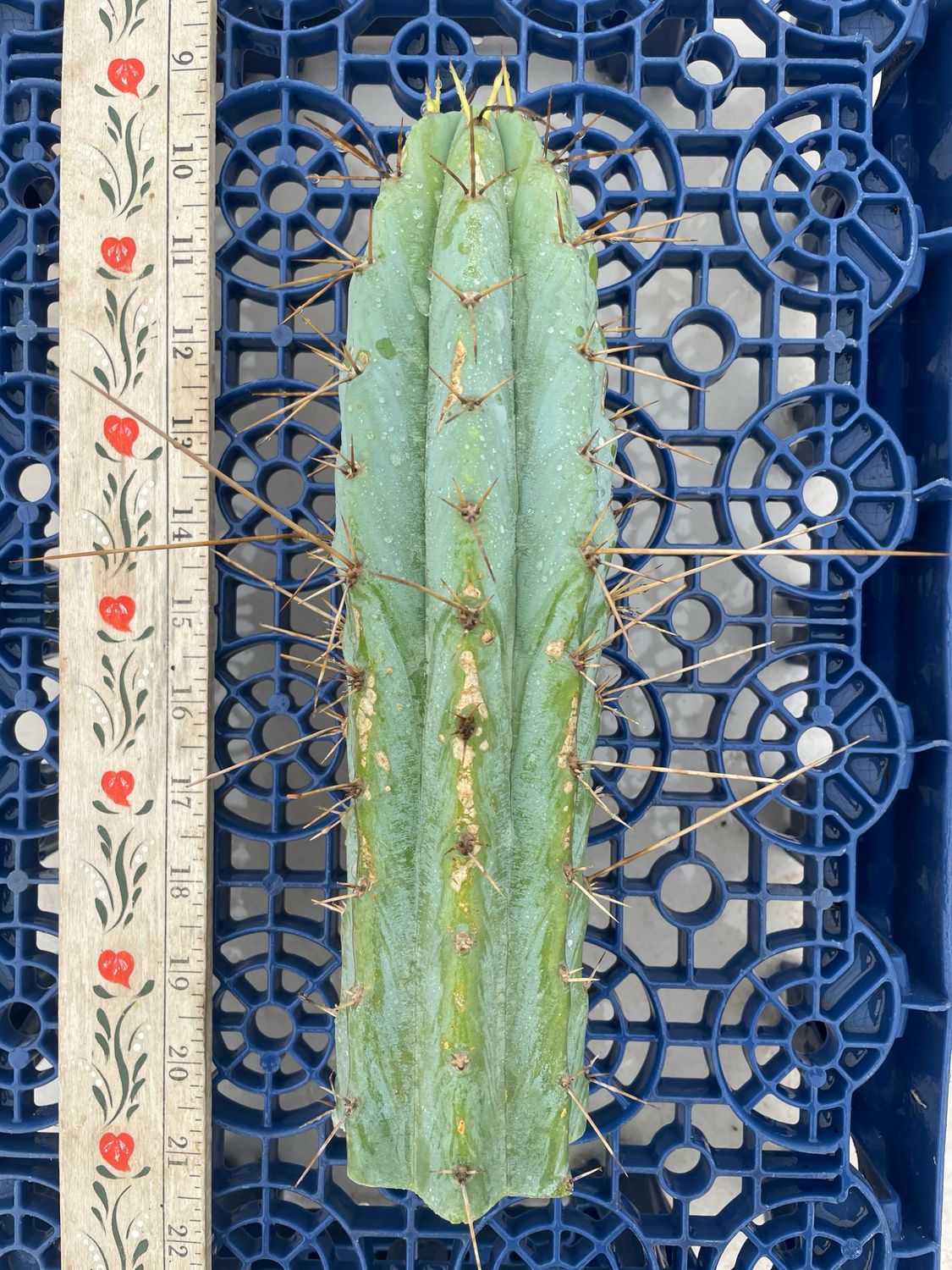 T. Bridgesii (Lumberjack x Wowie)