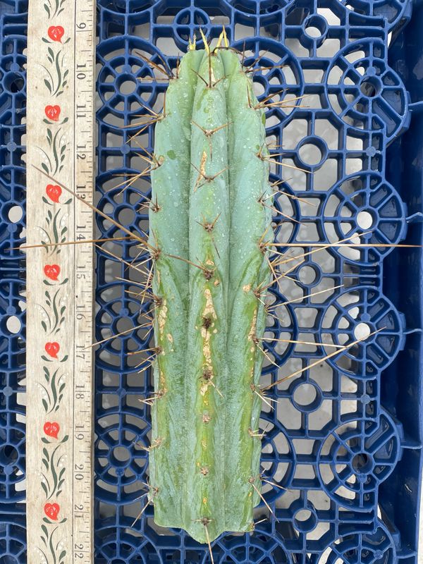 T. Bridgesii (Lumberjack x Wowie)