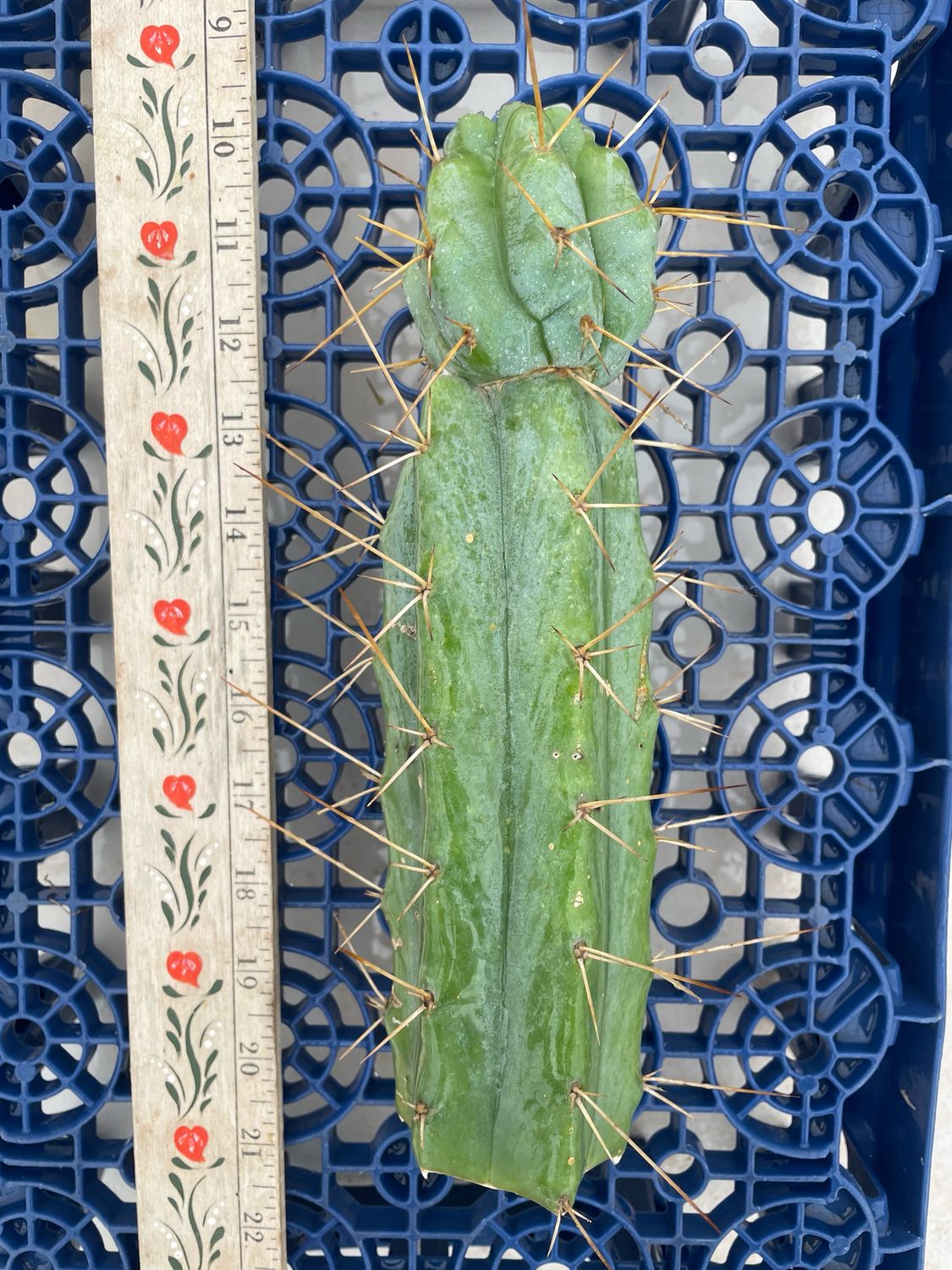 T. Bridgesii