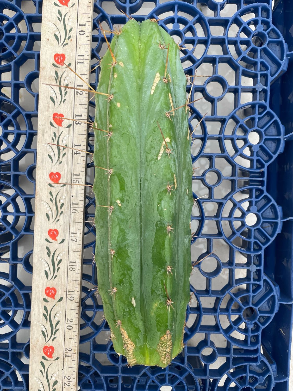 T. Pachanoi (Jessica x Kimnach)