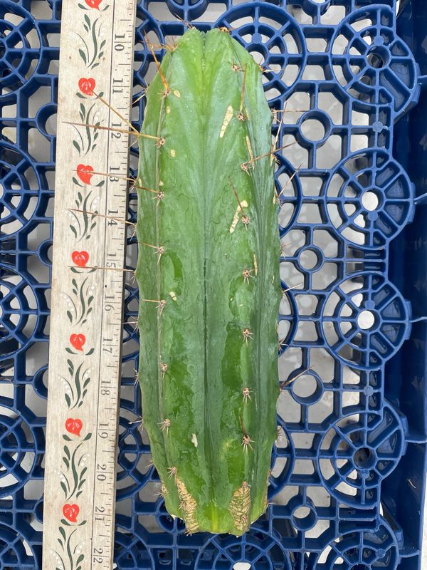 T. Pachanoi (Jessica x Kimnach)