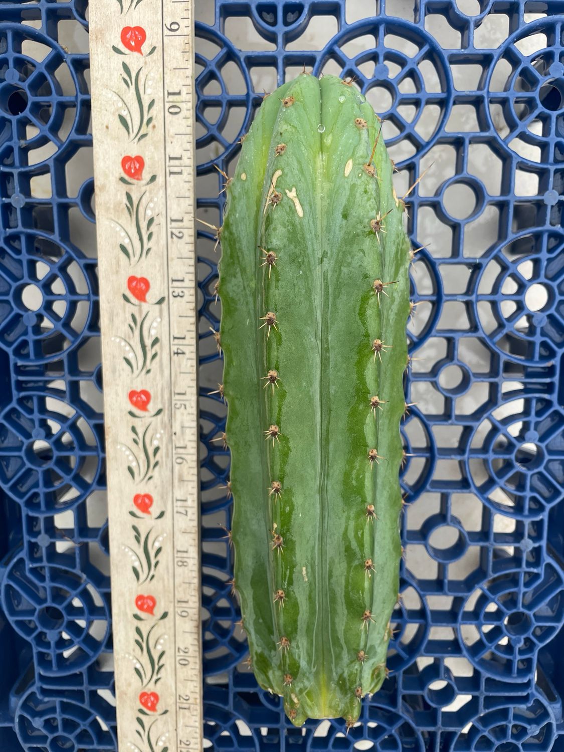 T. Pachanoi (Kimnach x Jessica)