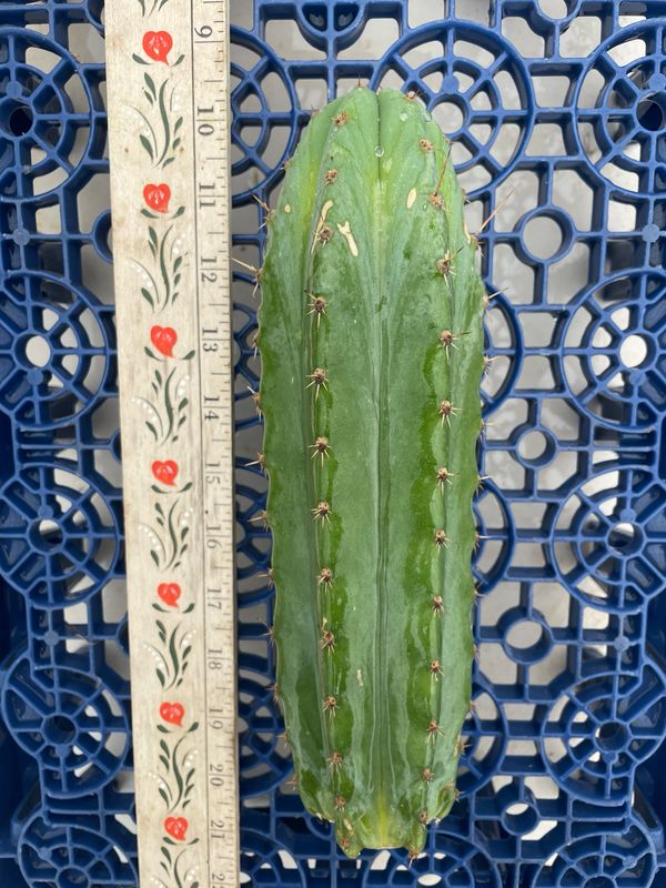 T. Pachanoi (Kimnach x Jessica)