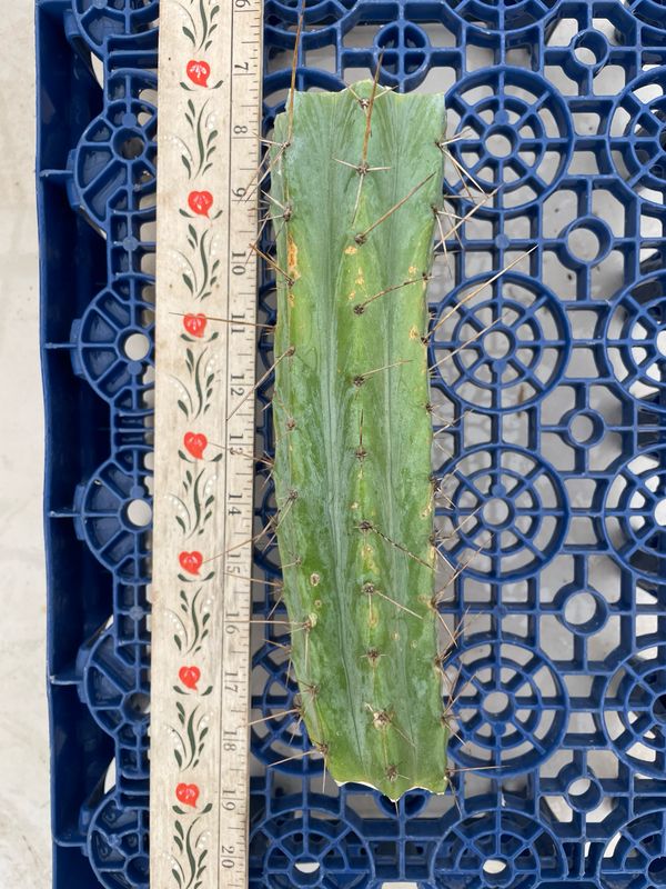 T. Bridgesii (Lumberjack x Wowie)
