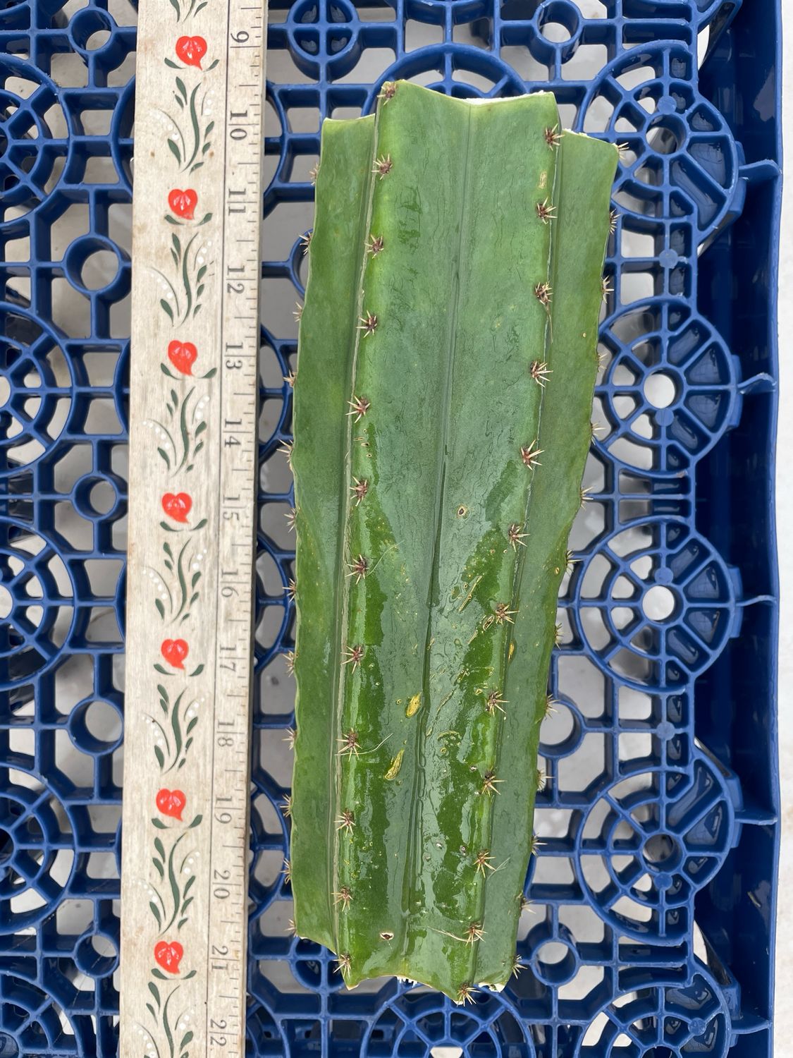 T. Scopulicola x T. Pachanoi (MSS x Yowie)