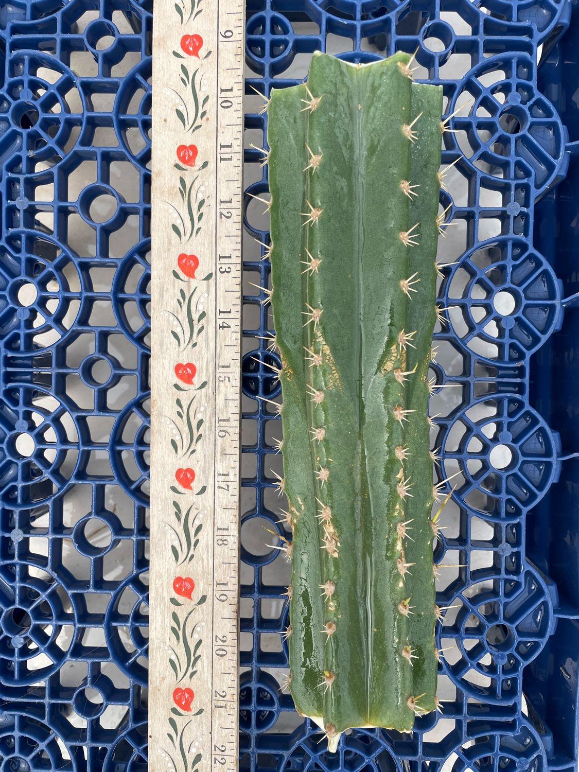 T. Pachanoi x T. Scopulicola (Oscar x Scop)