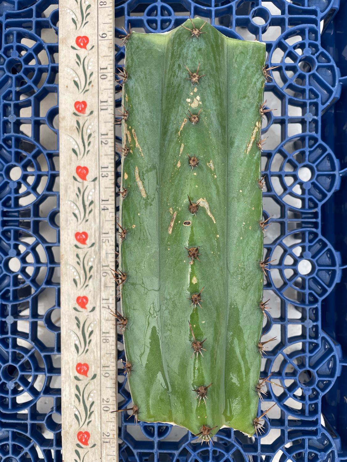T. Peruvianus x T. Pachanoi Monstrose (Peru Blue x TPM)