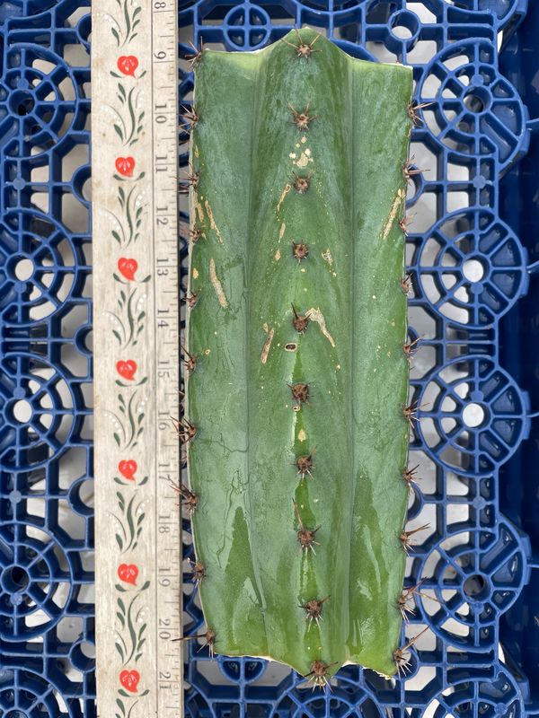 T. Peruvianus x T. Pachanoi Monstrose (Peru Blue x TPM)