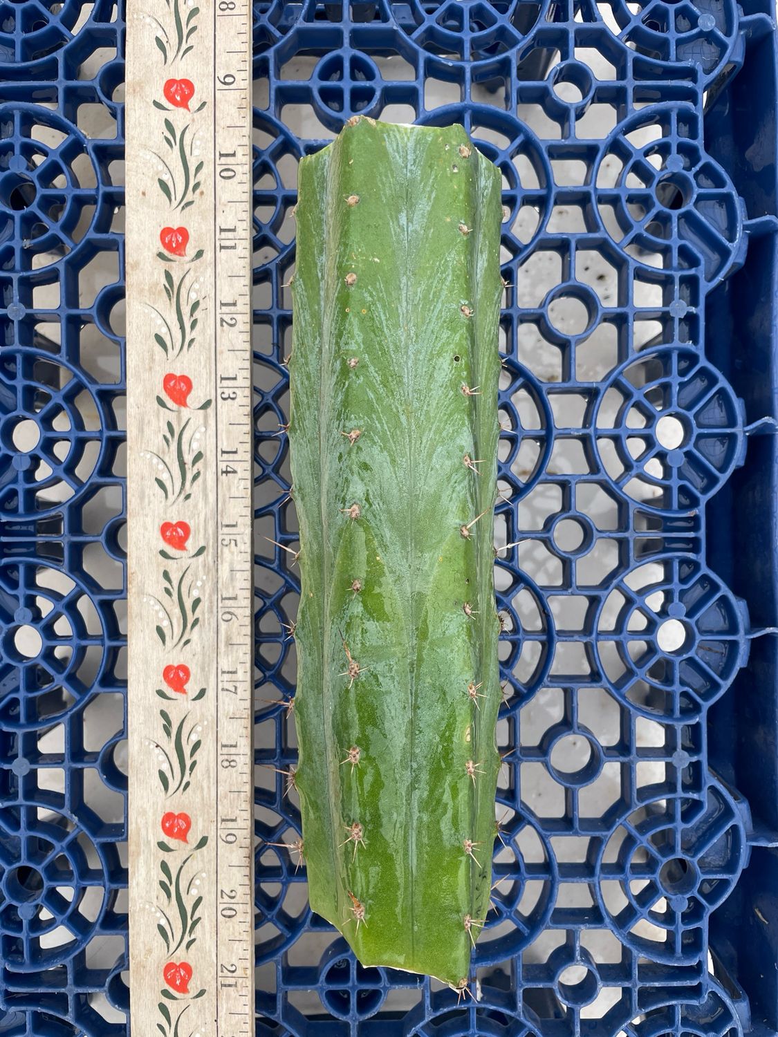 T. Pachanoi (Huarazensis x Kriso)