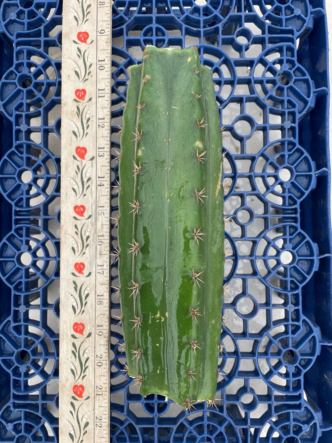 T. Pachanoi (Rod x (Pachanoi x Juules))