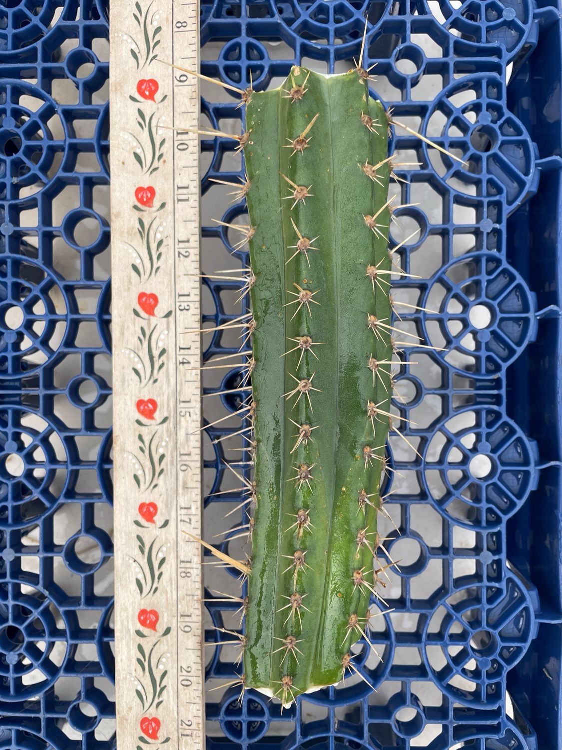 T. Validus OP
