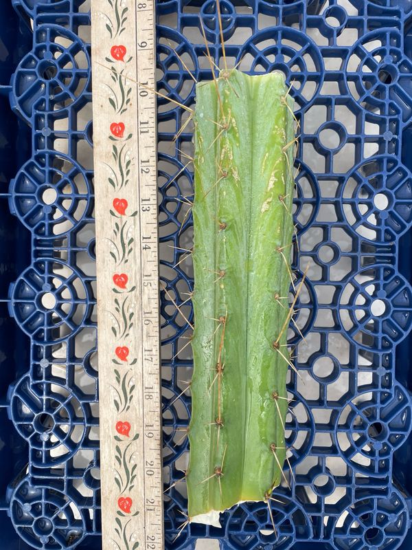 T. Bridgesii (Wowie x Eileen)