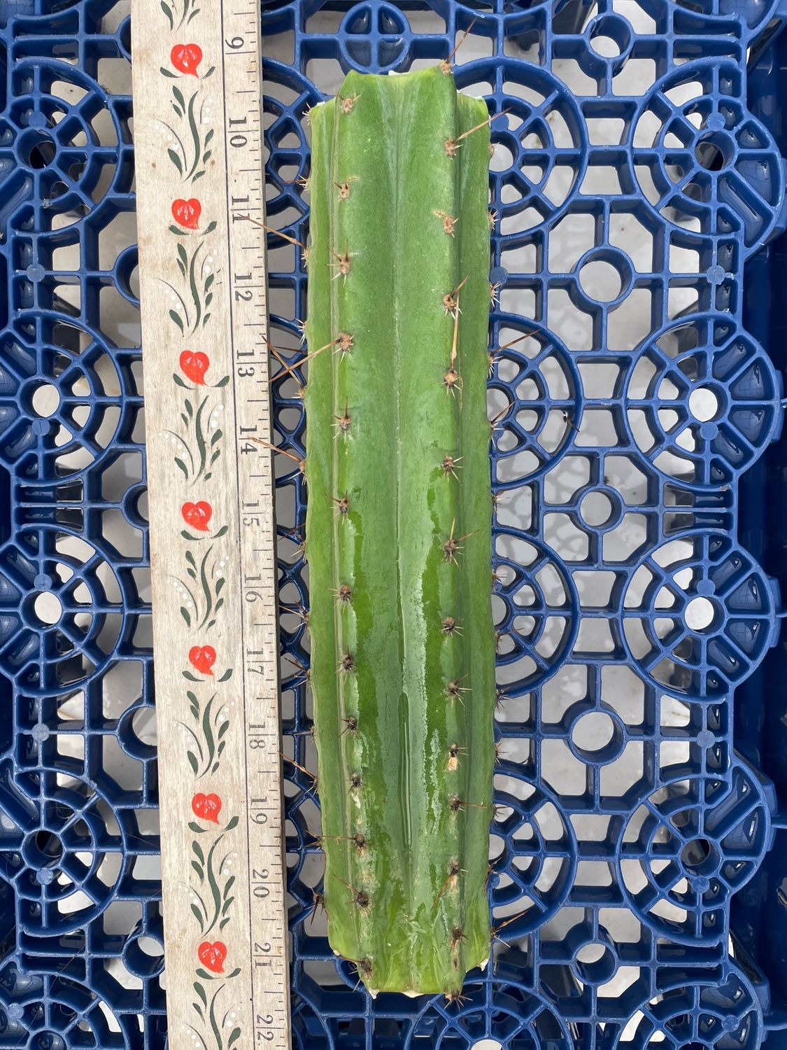 T. Pachanoi (Jessica x Kimnach)
