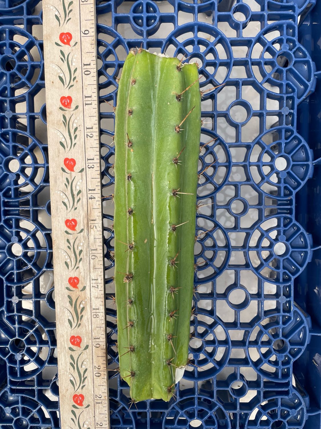 T. Pachanoi (Kimnach x Jessica)