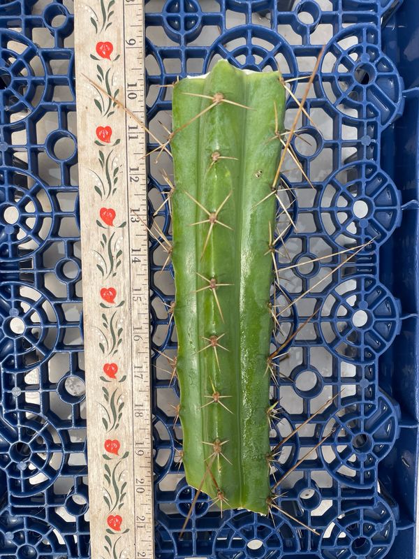 T. Bridgesii (Psycho0 x Eileen)