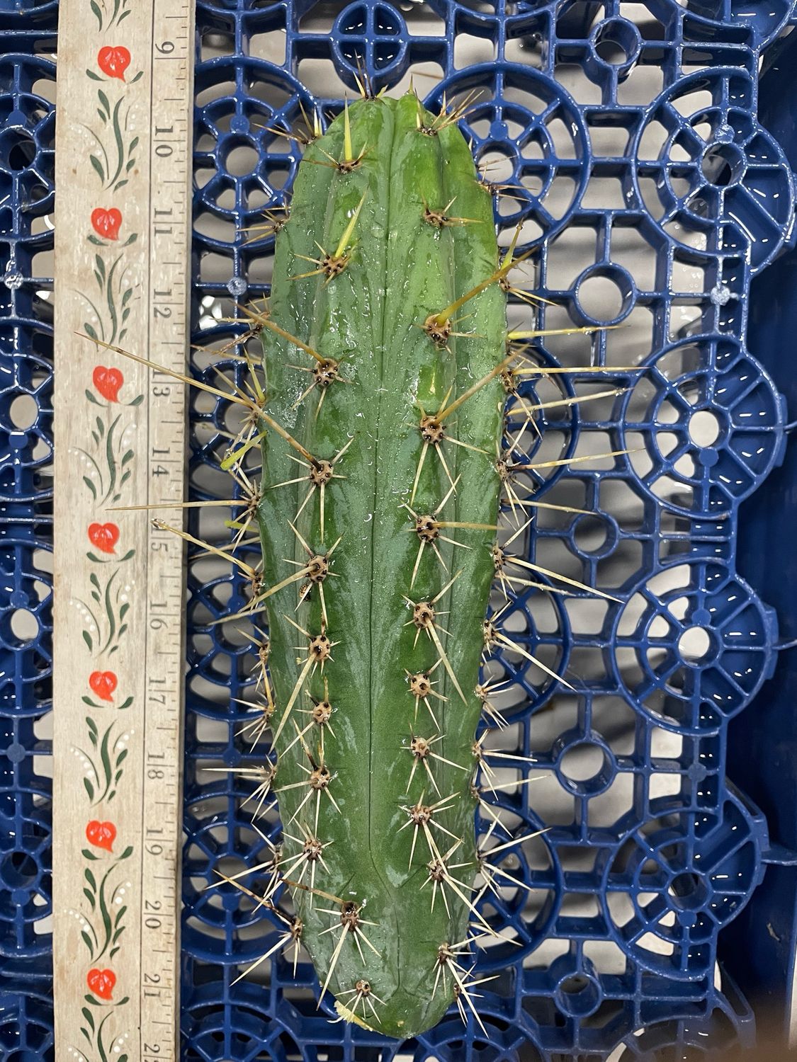 T. Peruvianus (Clyde x Bonny)