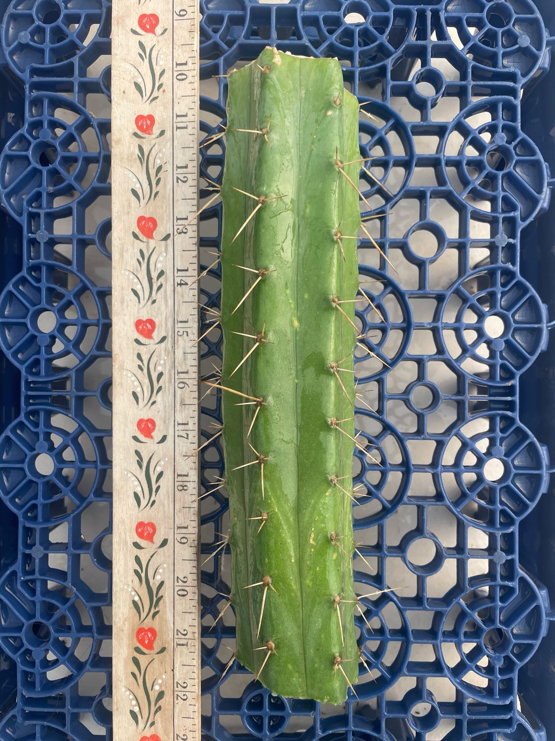 T. Bridgesii (Wowie x Eileen)
