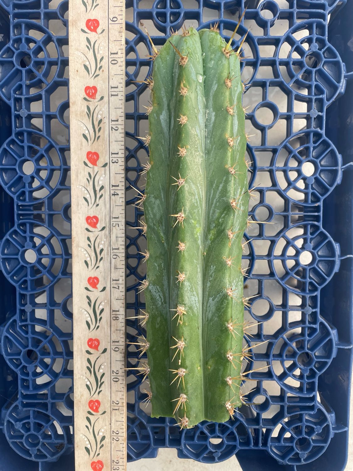 T. Peruvianus (Capital Cactus x Ferret2)