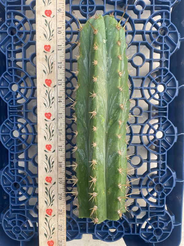 T. Peruvianus (Capital Cactus x Ferret2)