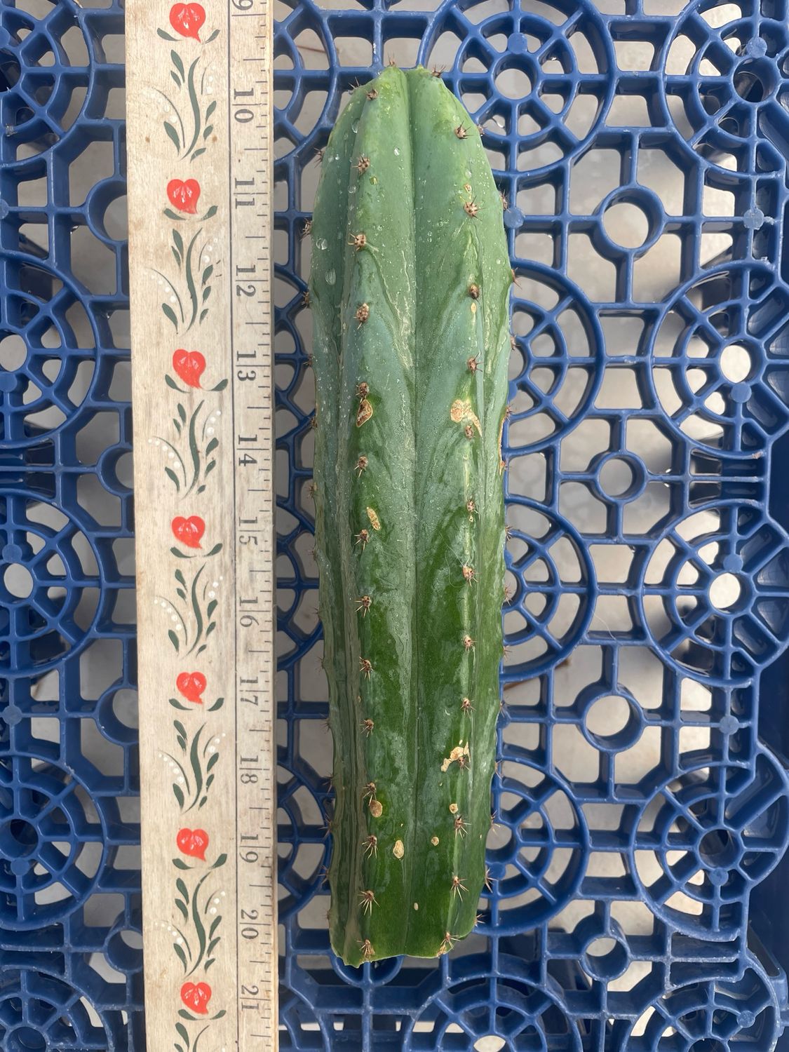 T. Pachanoi (Jessica x Kimnach)
