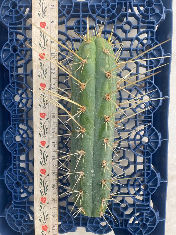 T. Peruvianus (Clyde x Bonny)