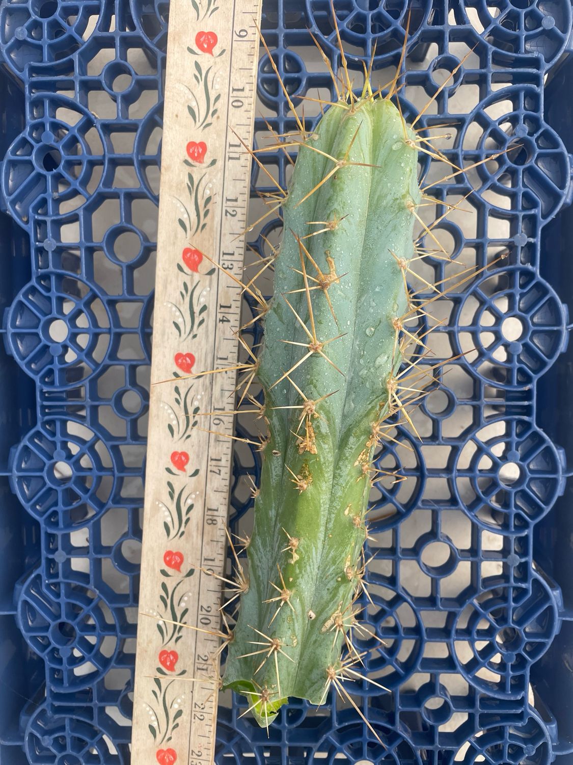 T. Bridgesii (SS02 x Lumberjack)