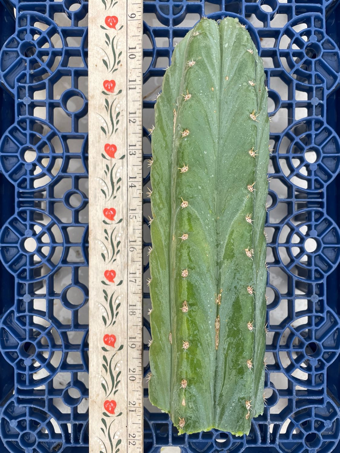 T. Pachanoi (Field&#39;s Pachanoi x Yowie)