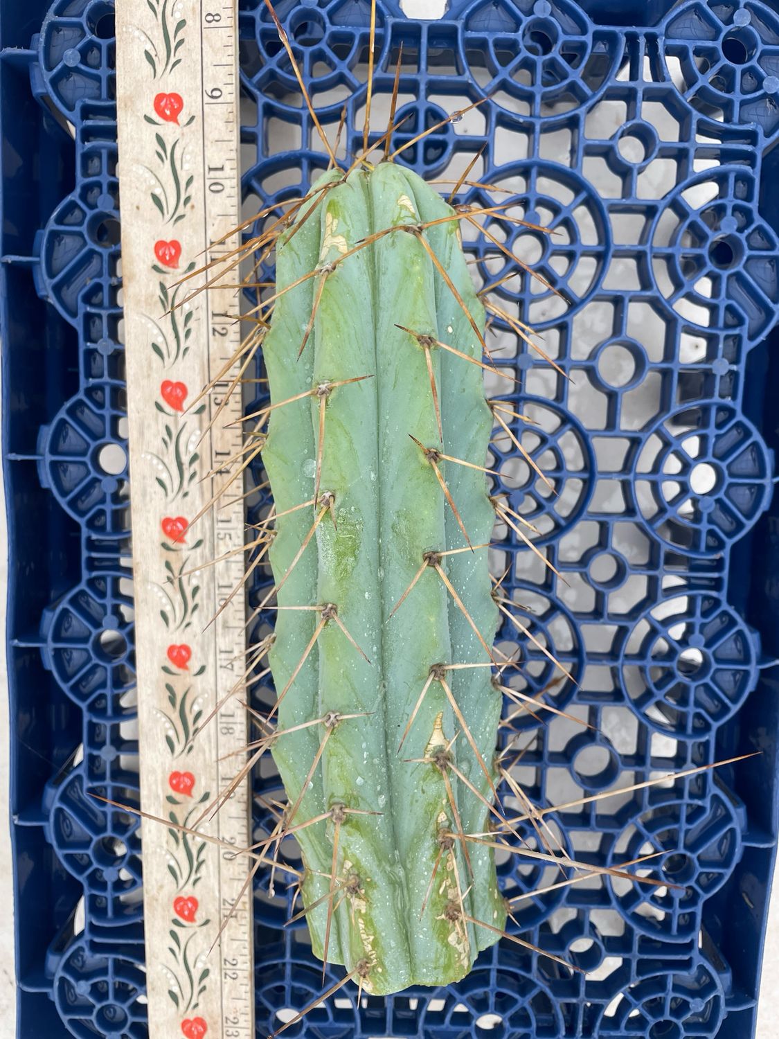 T. Bridgesii  (Lumberjack x Wowie)