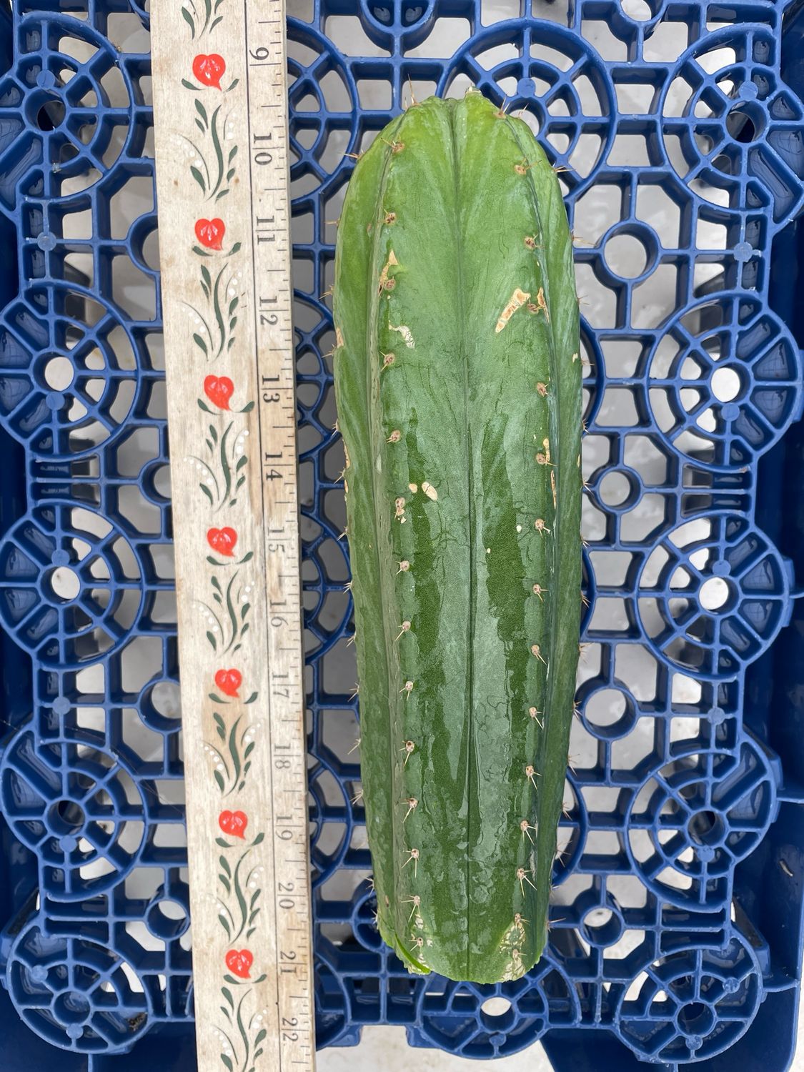 T. Pachanoi (Huarazensis x Yowie)