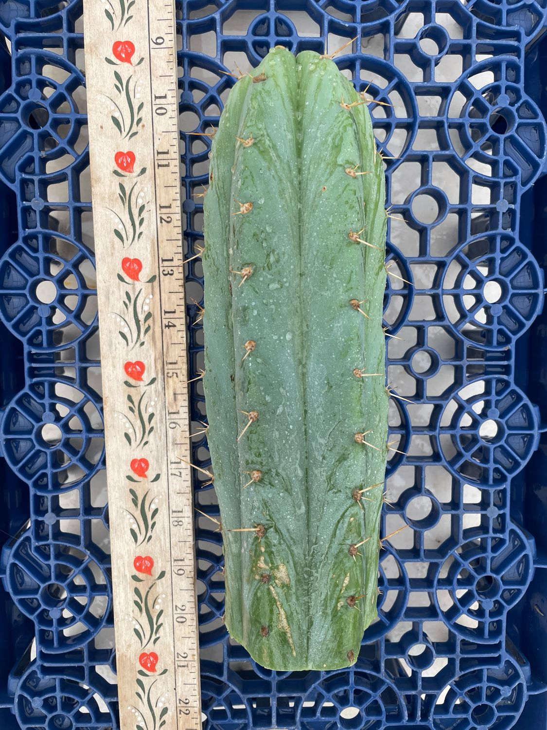 T. Pachanoi (Huarazensis x Kriso)