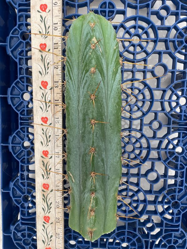 T. Pachanoi (Huanucoensis x Jessica)