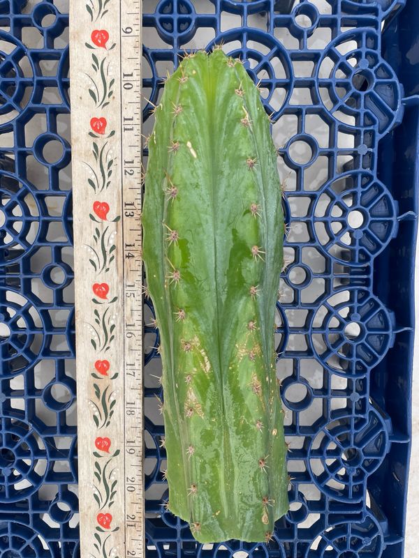 T. Pachanoi (Jessica x Kimnach)