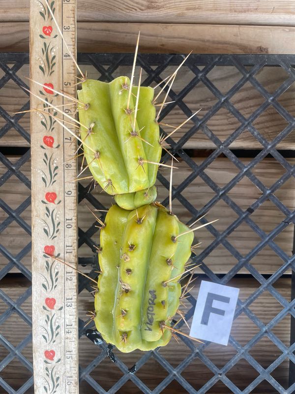 Pervianus Victoria