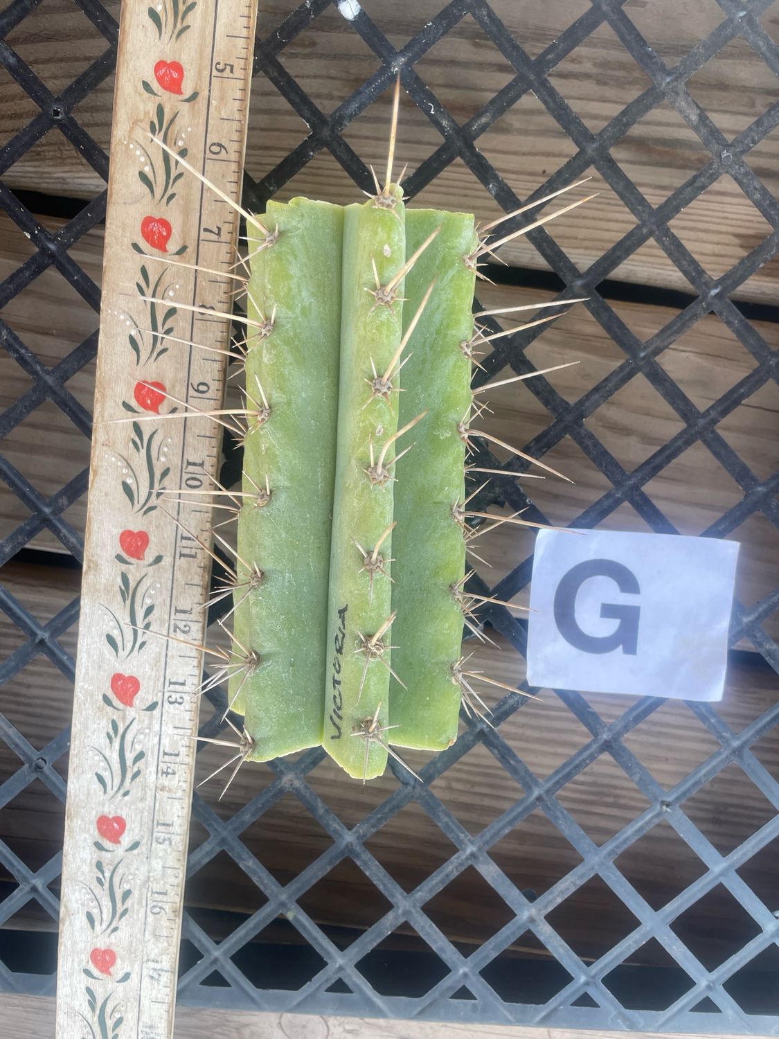 Pervianus Victoria